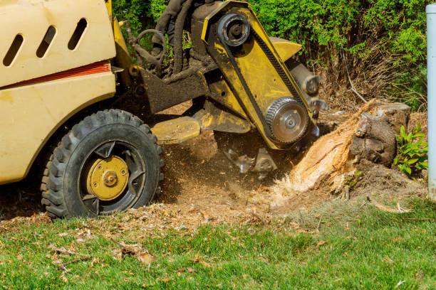 Lawn Maintenance Plans in Olga, FL