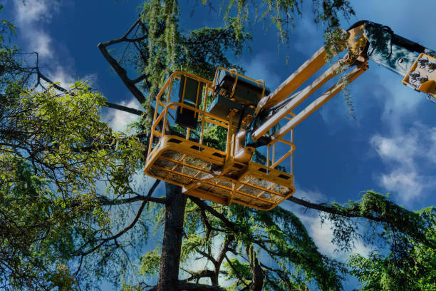 Best Root Management and Removal  in Olga, FL