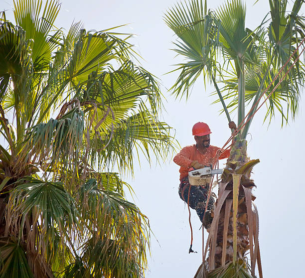 Lawn Pest Prevention in Olga, FL