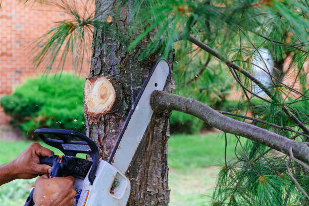 Best Tree Risk Assessment  in Olga, FL