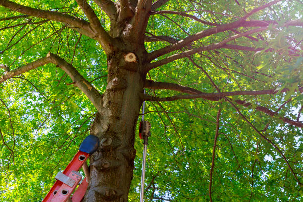 How Our Tree Care Process Works  in  Olga, FL